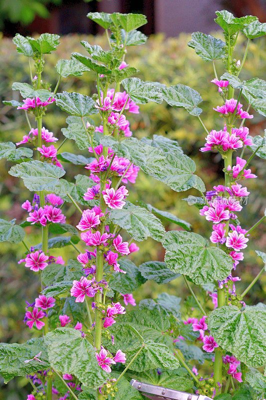 通常是Mallow / Malva Mauritiana / Malva Sylvestris